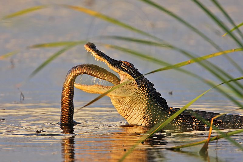 _MG_4201 American Alligator.jpg
