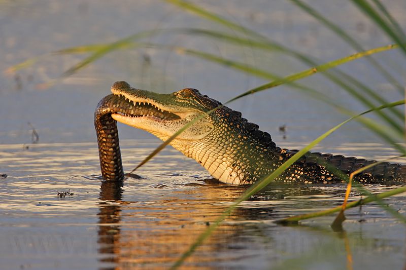 _MG_4205 American Alligator.jpg