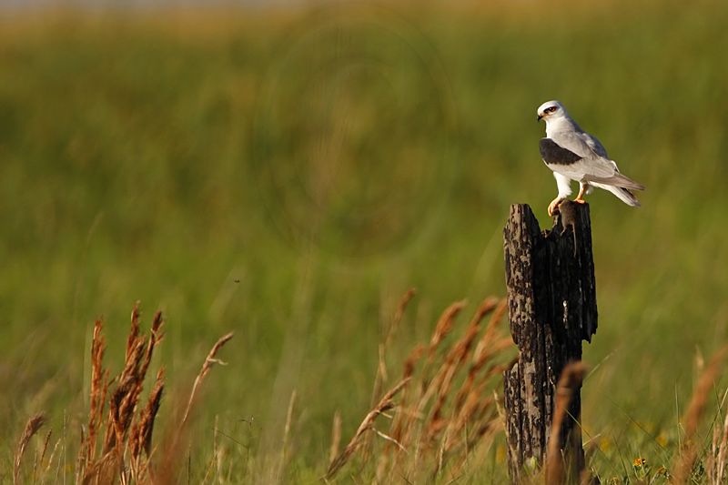 _MG_1956White-tailed Kite.jpg