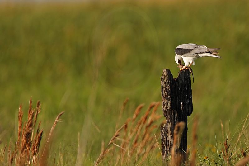 _MG_1985 White-tailed Kite.jpg