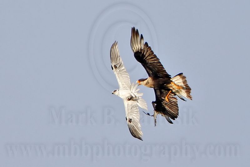 _MG_2029 Crested Caracara & White-tailed Kite.jpg