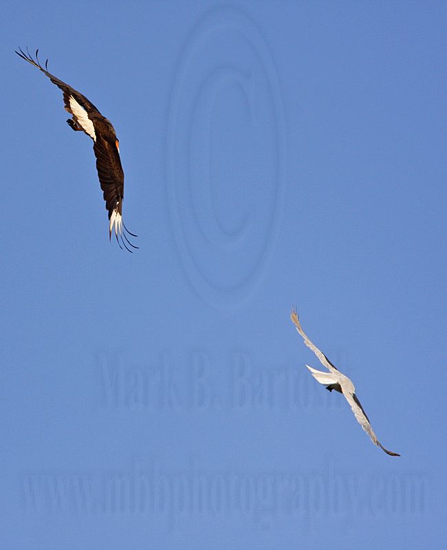 _MG_2159 Crested Caracara & White-tailed Kite.jpg