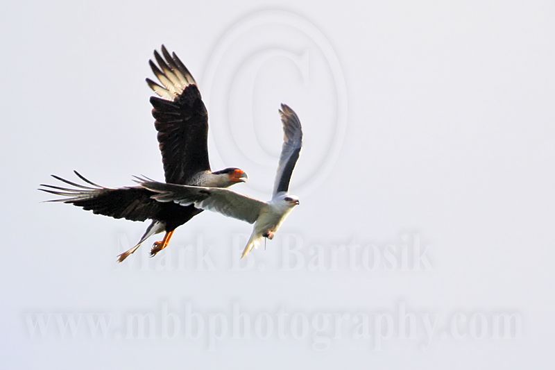 _MG_2167 Crested Caracara & White-tailed Kite.jpg