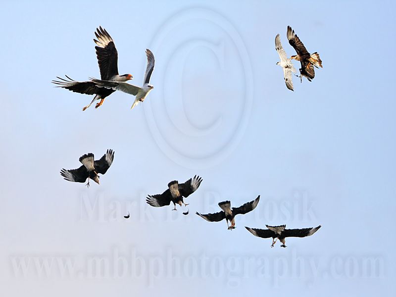 Crested Caracara Kleptoparasitizes White-tailed Kite.jpg