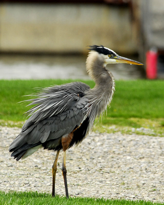 Great Blue Heron