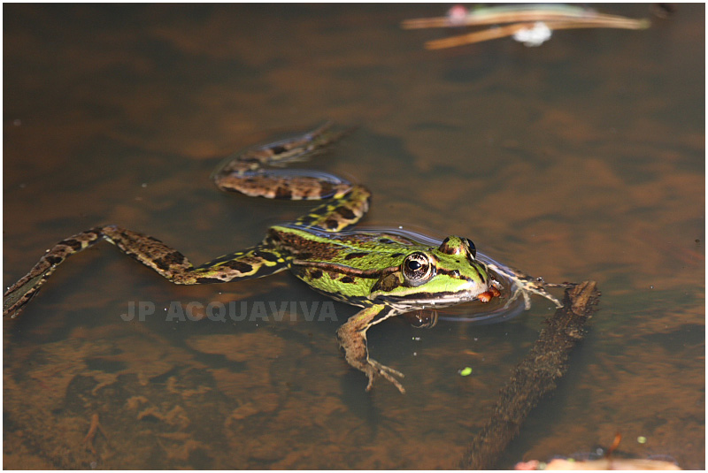 grenouille verte - green frog 2.JPG