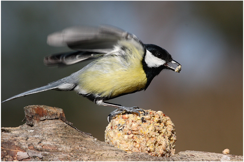 mesange charbonnire - great tit 4.JPG