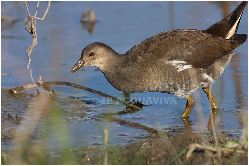 poule deau - common moorhen.JPG