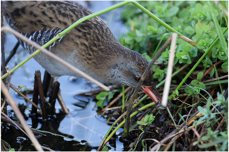 Rle deau - Water rail