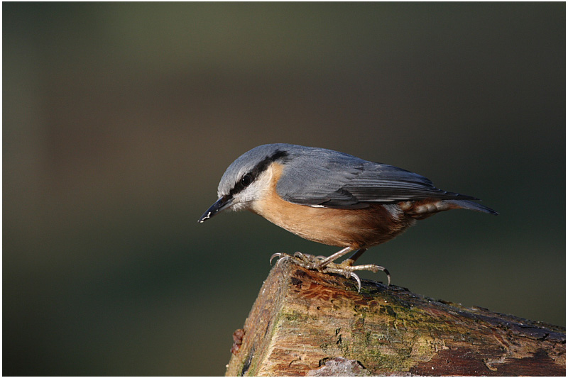 sittelle - wood nuthatch