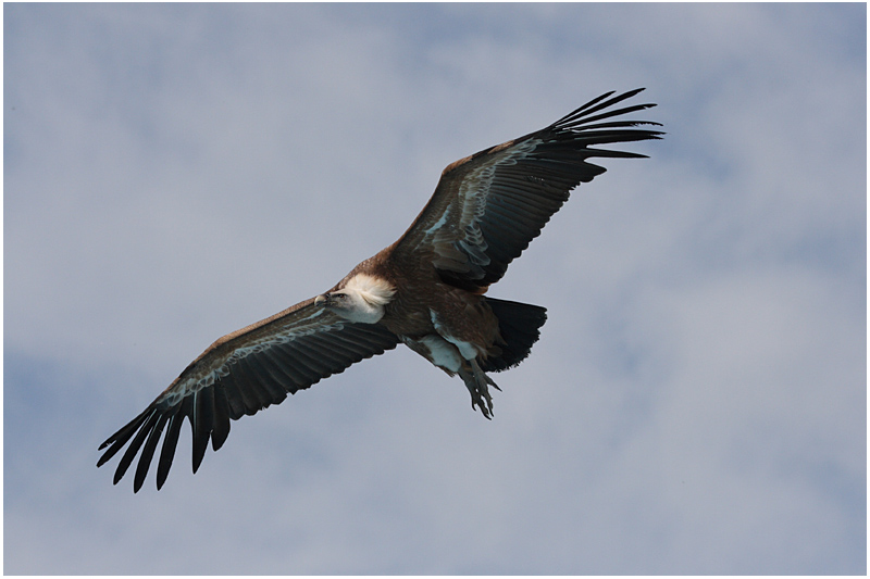 vautour fauve - griffon vulture