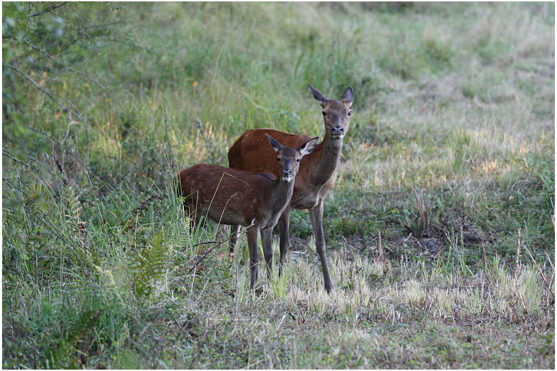 biche et faon -  red deer hind and fawn.JPG