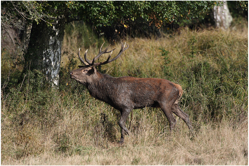 cerf  -  red deer 2.JPG