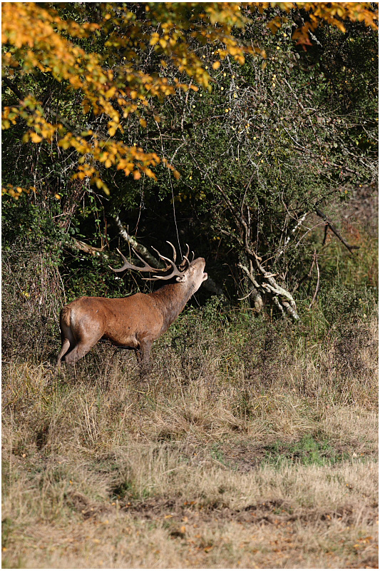 cerf au brame  -  red deer rut