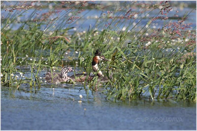 Grbe hupp et petits -  great crested grebe