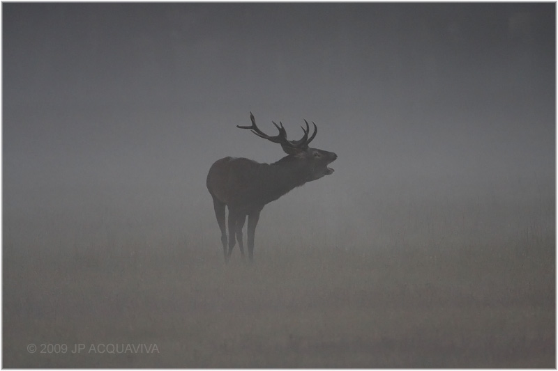 cerf au brame  -  red deer rut