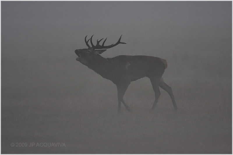 cerf au brame  -  red deer rut
