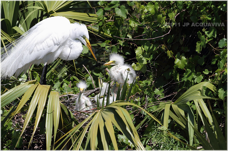 grande aigrette - great egret 2.JPG