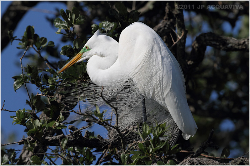 grande aigrette - great egret 11.JPG