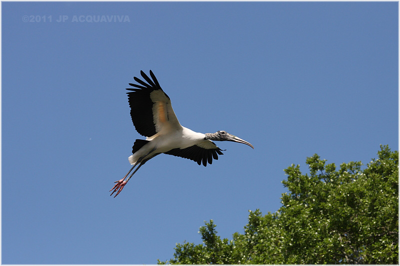 tantale - wood stork 3.JPG