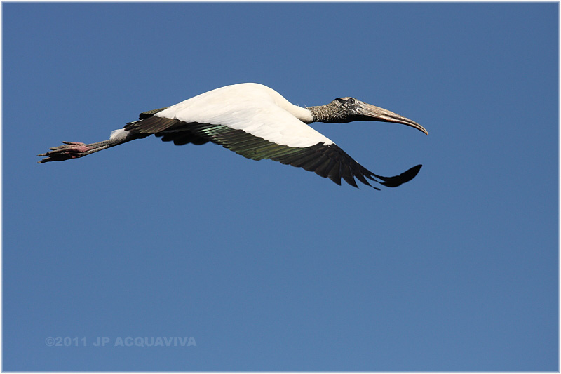 tantale - wood stork 6.JPG