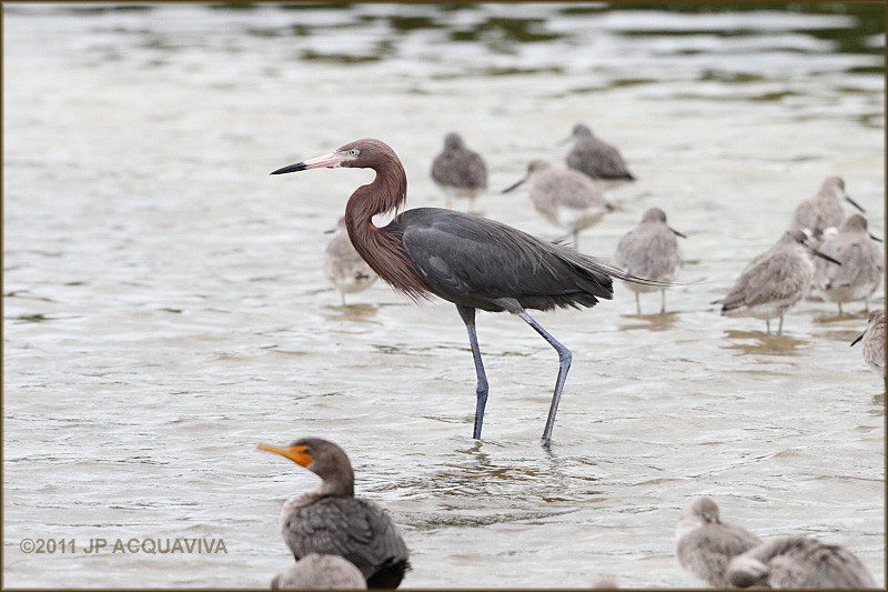 aigrette rousstre - reddish egret.JPG