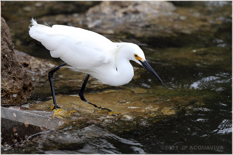 aigrette neigeuse - snowy egret.JPG