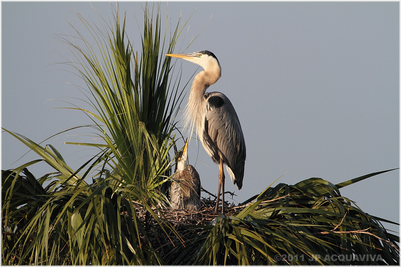 grand hron - great blue heron  mom and  chick.JPG