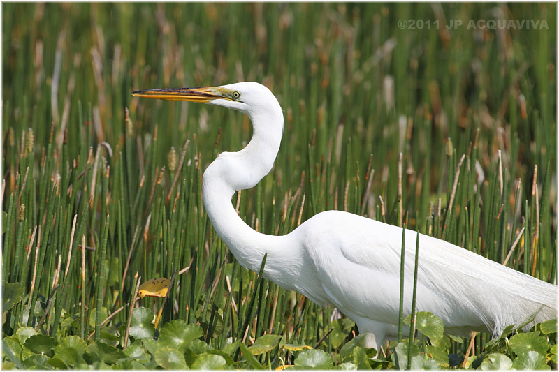 grande aigrette - great egret.JPG