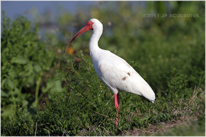 ibis blanc - white ibis.JPG