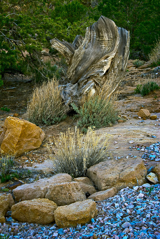 A tree trunk