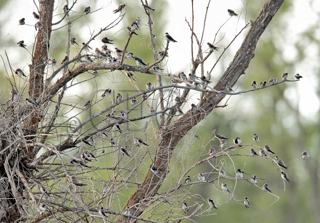 Tree Swallows and a couple Barn Swallows  AE2D9001 copy.jpg