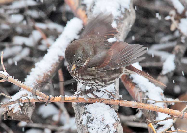 Fox Sparrow in snow  _EZ51056 copy.jpg