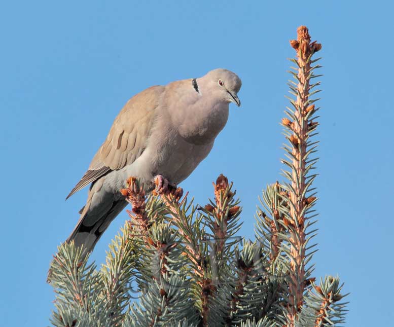 Eurasian Collared Dove  _EZ52157 copy.jpg