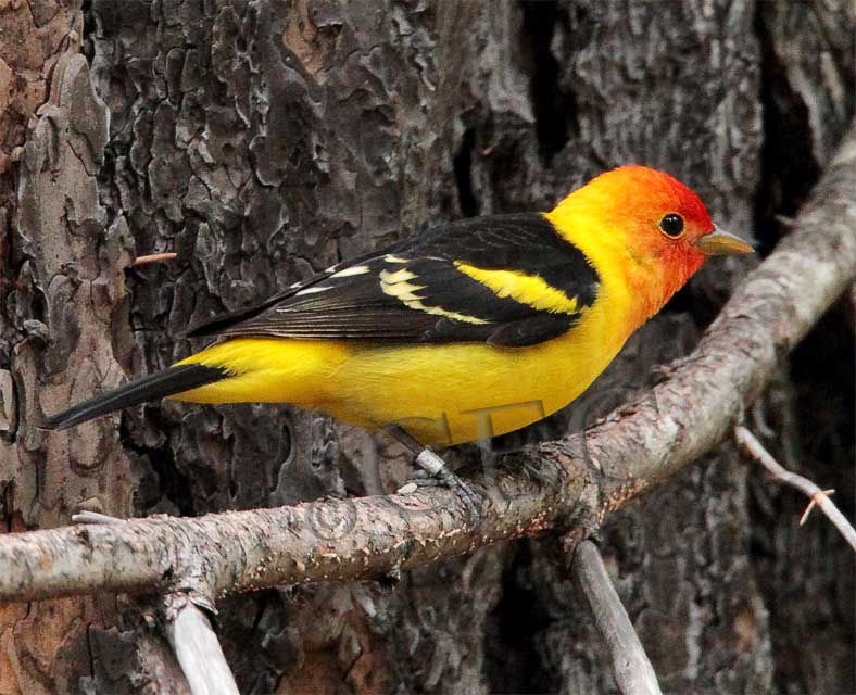 Western Tanager, male, Little Naches   AEZ10451 copy.jpg