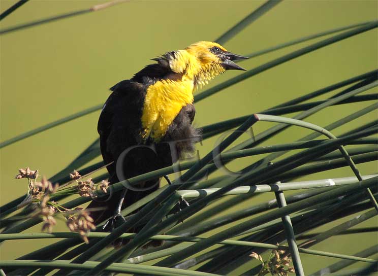 Yellow-headed Blackbird, singin in stiff breeze  CRW_3682 copy.jpg