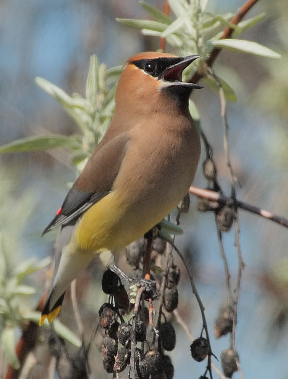 Popoff Trail, Cedar Waxwing, very brown breast DPP_1029105.jpg