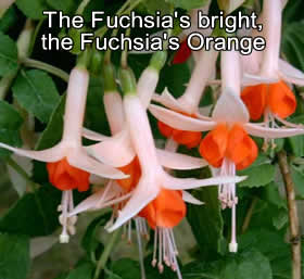 fuchsiasorange.jpg