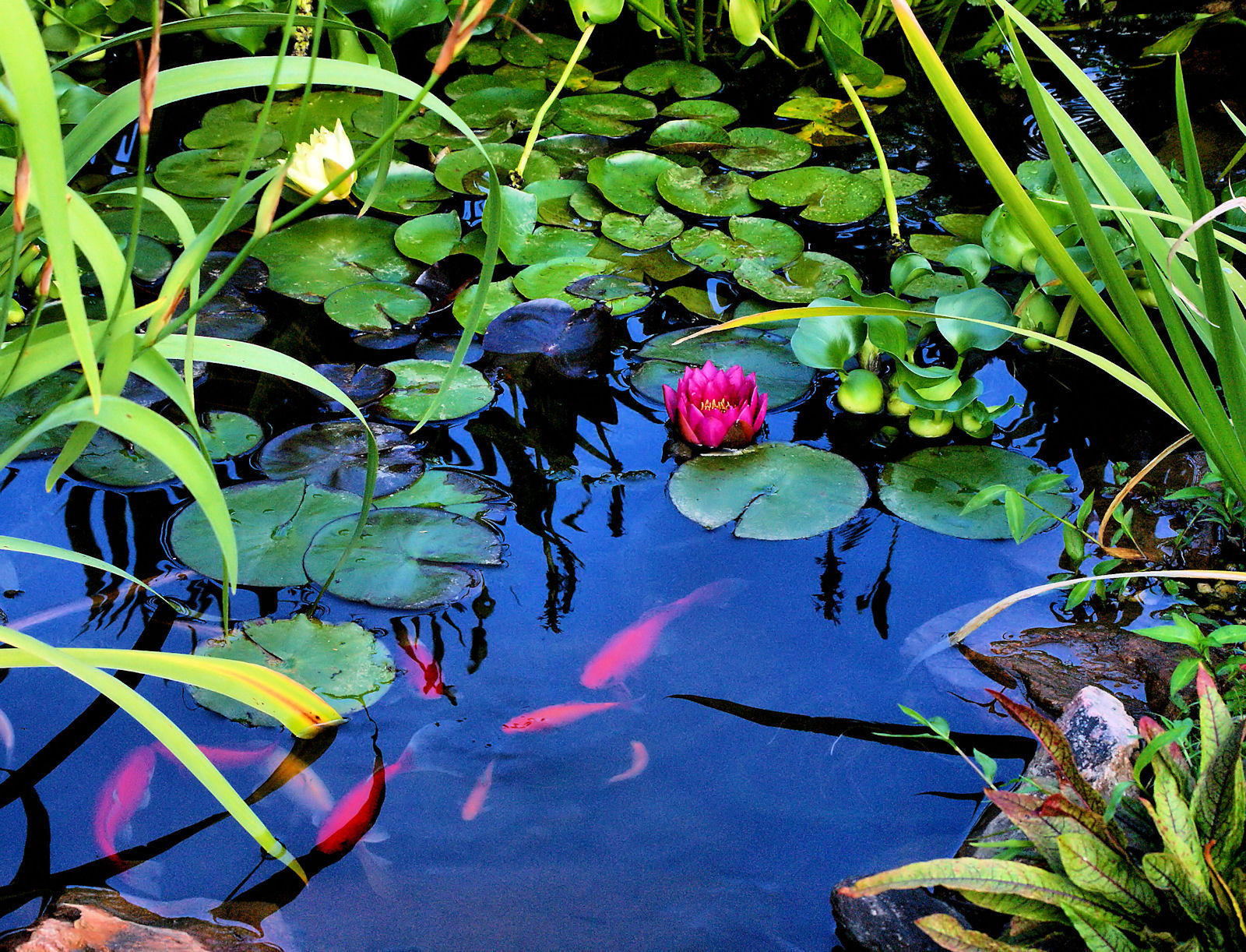 Water Lilies Are Blooming in Pond # 3 Now.Got a Lot of Baby Fishs Now