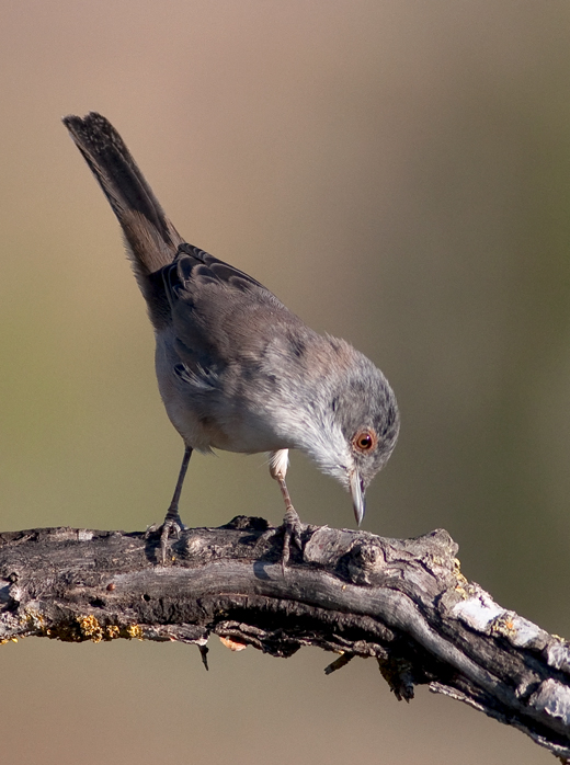 Sardinian Warbler-female