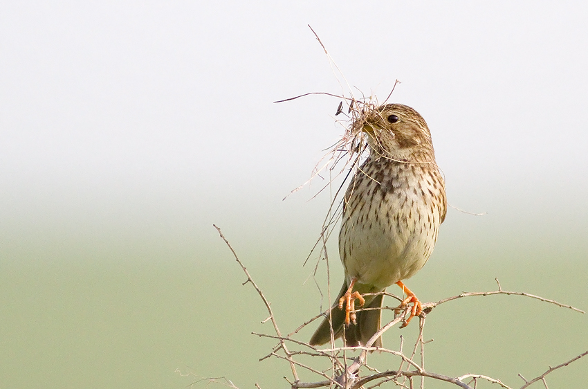 Corn Bunting