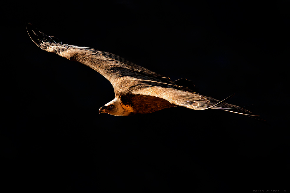 Flying against the sun.