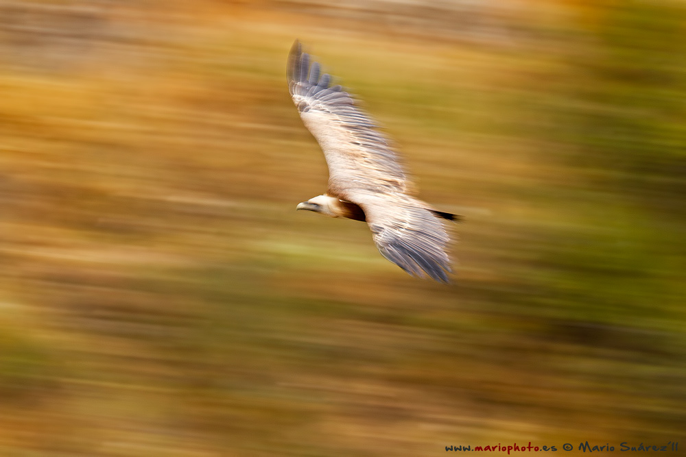 Flying over colors.