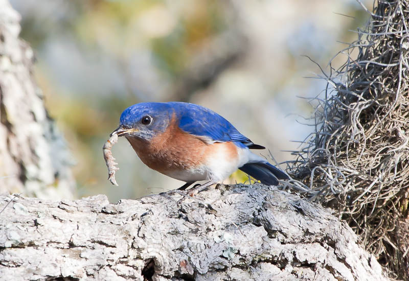 Eastern Bluebird male