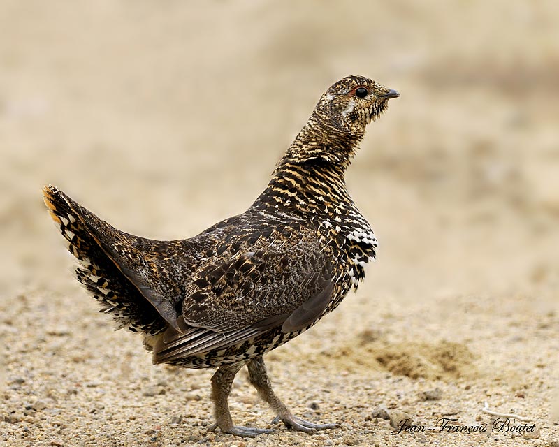 Ttra du canada femelle - Spruce Grouse