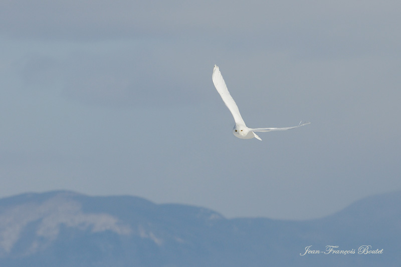 Harfang des neiges - Snowy Owl