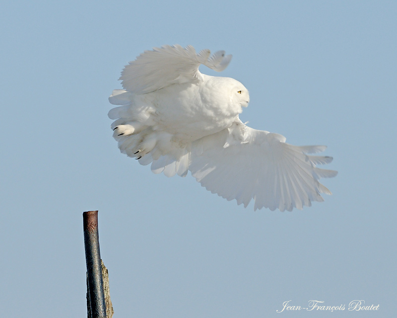 Harfang des neiges - Snowy Owl