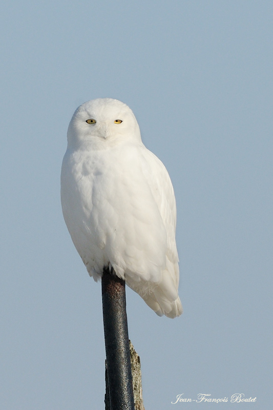 Harfang des neiges - Snowy Owl