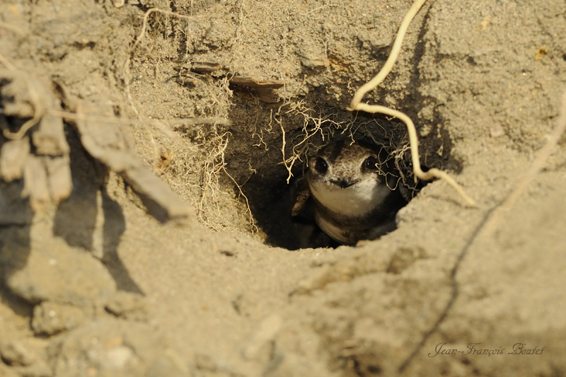 Hirondelle de rivage - Bank Swallow