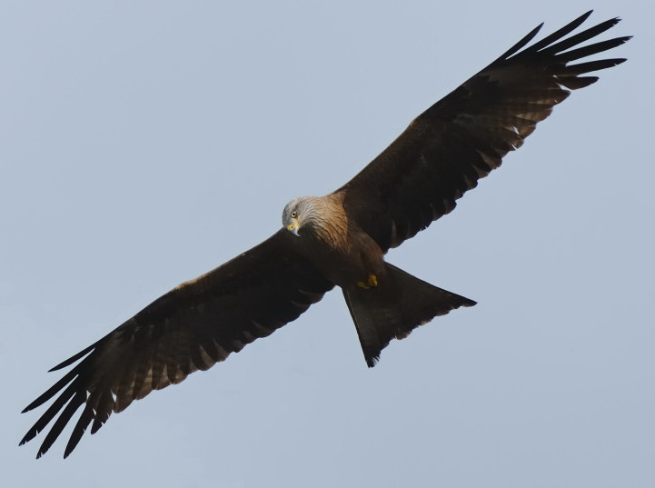 Nibbio bruno (Milvus migrans)
